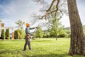 Professional Tree Services in Inverness, CO