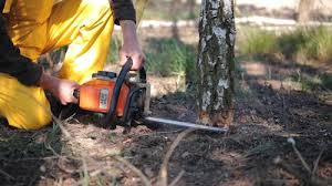 Best Stump Grinding and Removal  in Inverness, CO