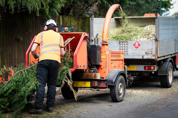 Best Lawn Renovation and Restoration  in Inverness, CO