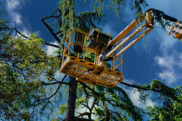 How Our Tree Care Process Works  in  Inverness, CO