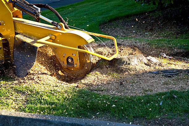 Best Lawn Maintenance Plans  in Inverness, CO